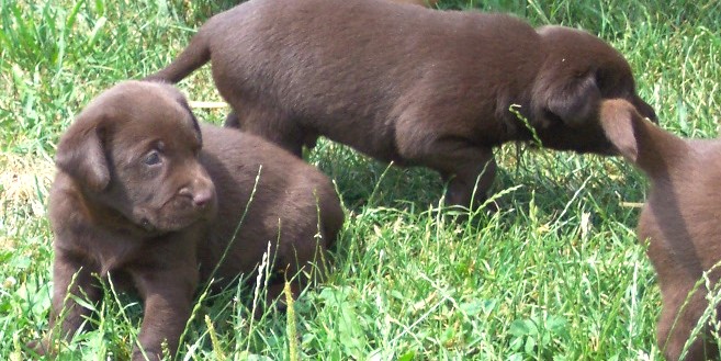 braune Labrador-Welpen bei einem Ausflug ins Grne!