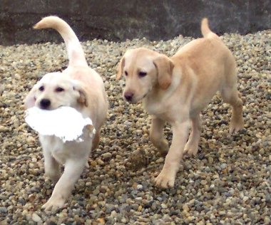 zwei blonde Labrador-Hndinnen beim Spielen