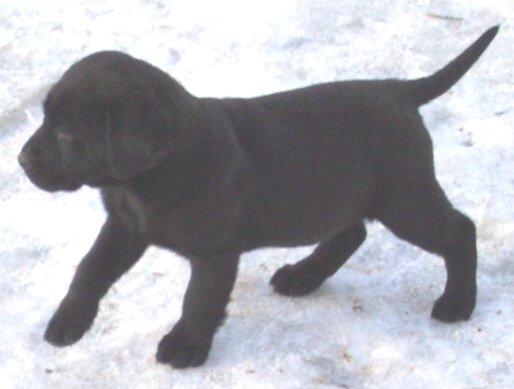 schwarzer Labrador-Welpe