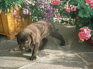 brauner Labrador-Welpe vom Sommer 2000