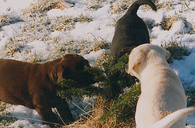 Labrador-Welpen auf Erkundungs-Tour