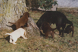 Labrador-Welpen mit ihrer Mama auf Erkundungstour